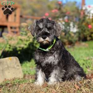 Ethan, Miniature Schnauzer Puppy
